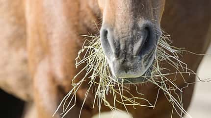 CAVALLO Themenschwerpunkt Pferdebauch Themenschwerpunkt Pferdebauch