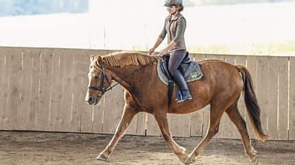 CAVALLO Themenschwerpunkt Pferdebauch Themenschwerpunkt Pferdebauch