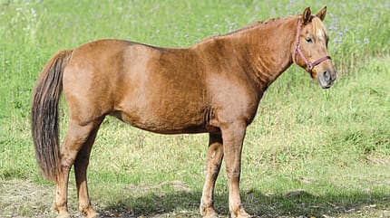 CAVALLO Themenschwerpunkt Pferdebauch Themenschwerpunkt Pferdebauch