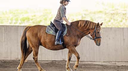 CAVALLO Themenschwerpunkt Pferdebauch Themenschwerpunkt Pferdebauch