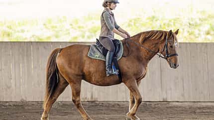 CAVALLO Themenschwerpunkt Pferdebauch Themenschwerpunkt Pferdebauch