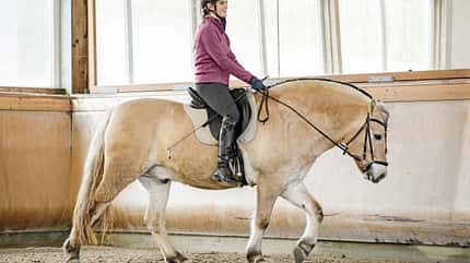 CAVALLO TSP Bewegungstraining für den Alltag TSP Bewegungstraining für den Alltag
