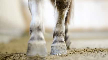CAVALLO TSP Bewegungstraining für den Alltag TSP Bewegungstraining für den Alltag