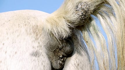CAVALLO Krebs beim Pferd Krebs beim Pferd