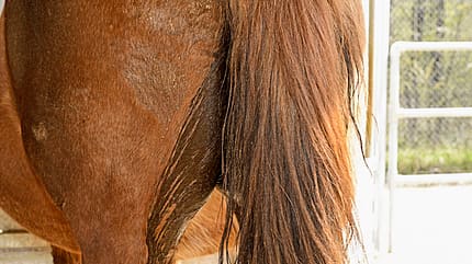 CAVALLO Medizin-Kompendium Colitis Medizin-Kompendium Colitis