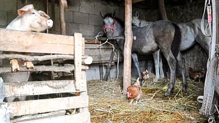 CAVALLO Report Equiwent Report Equiwent