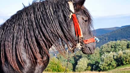 CAVALLO Report Equiwent Report Equiwent