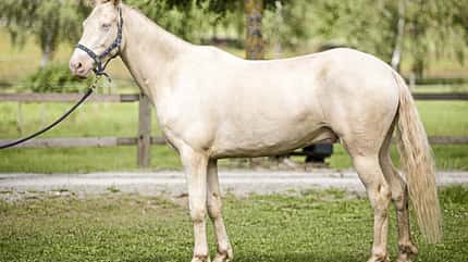 CAVALLO Rückentraining Rückentraining