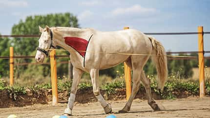 CAVALLO Rückentraining Rückentraining