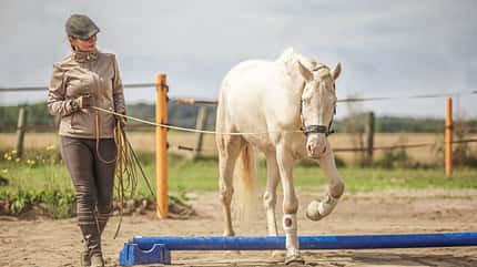 CAVALLO Rückentraining Rückentraining