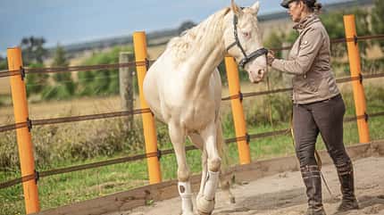 CAVALLO Rückentraining Rückentraining