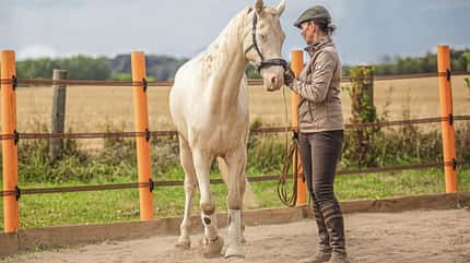 CAVALLO Rückentraining Rückentraining