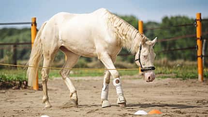 CAVALLO Rückentraining Rückentraining