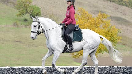 CAVALLO TSP Flexible Hilfengebung TSP Flexible Hilfengebung