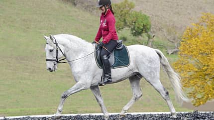 CAVALLO TSP Flexible Hilfengebung TSP Flexible Hilfengebung