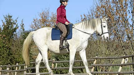 CAVALLO TSP Flexible Hilfengebung TSP Flexible Hilfengebung