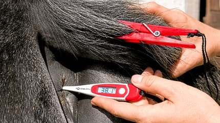CAVALLO Kompendium Pankreatitis Kompendium Pankreatitis