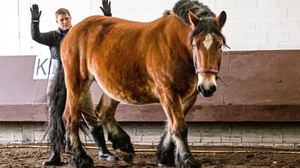 CAVALLO Konzept Horse Speak Konzept Horse Speak