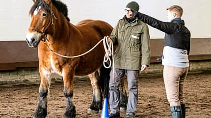 CAVALLO Konzept Horse Speak Konzept Horse Speak