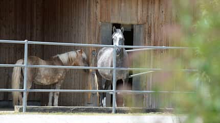 CAVALLO Clevere Stallbau-Konzepte Clevere Stallbau-Konzepte