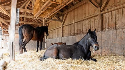 CAVALLO Clevere Stallbau-Konzepte Clevere Stallbau-Konzepte