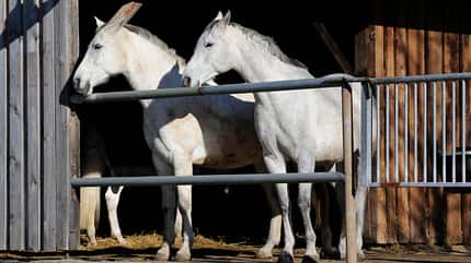 CAVALLO Clevere Stallbau-Konzepte Clevere Stallbau-Konzepte