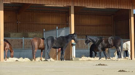 CAVALLO Clevere Stallbau-Konzepte Clevere Stallbau-Konzepte