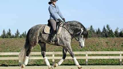CAVALLO Gewichtsdebatte Gewichtsdebatte