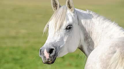CAVALLO Gewichtsdebatte Gewichtsdebatte
