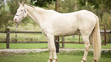CAVALLO Serie Rückentraining für Tragkraft Serie Rückentraining für Tragkraft