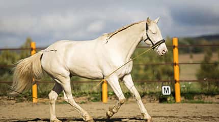 CAVALLO Serie Rückentraining für Tragkraft Serie Rückentraining für Tragkraft