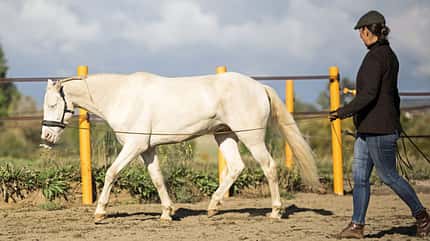 CAVALLO Serie Rückentraining für Tragkraft Serie Rückentraining für Tragkraft