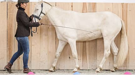 CAVALLO Serie Rückentraining für Tragkraft Serie Rückentraining für Tragkraft