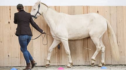 CAVALLO Serie Rückentraining für Tragkraft Serie Rückentraining für Tragkraft