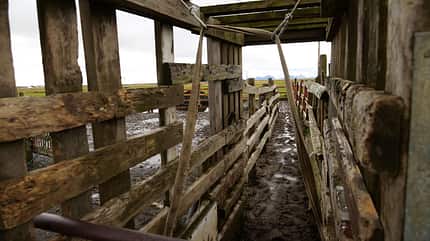 Stutenblut, Blutfarm, Island Blutabnahmestand