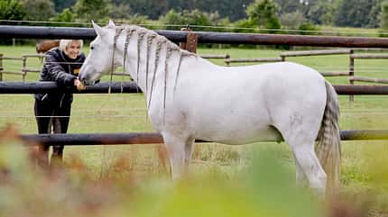 CAVALLO Zwillingshengste Zwillingshengste