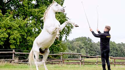 CAVALLO Zwillingshengste Zwillingshengste