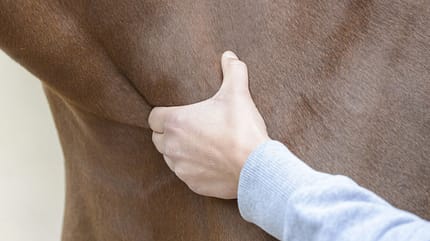 CAVALLO Fitness für die Seele Fitness für die Seele