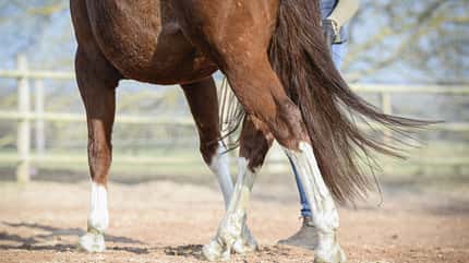 CAVALLO Fitness für die Seele Fitness für die Seele