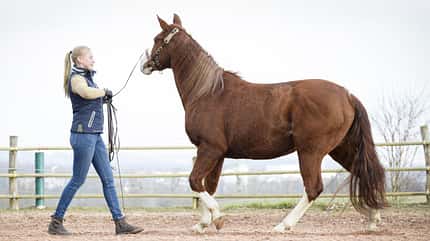 CAVALLO Fitness für die Seele Fitness für die Seele