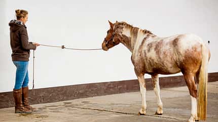 CAVALLO Anbinden ohne Stress Anbinden ohne Stress