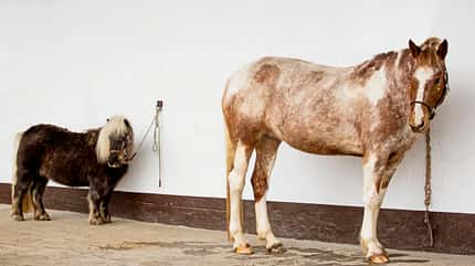 CAVALLO Anbinden ohne Stress Anbinden ohne Stress