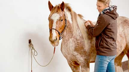 CAVALLO Anbinden ohne Stress Anbinden ohne Stress