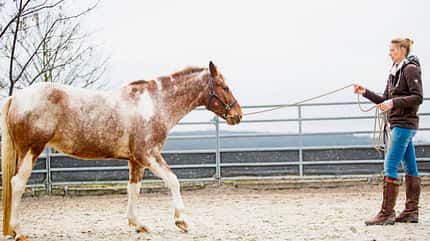 CAVALLO Anbinden ohne Stress Anbinden ohne Stress