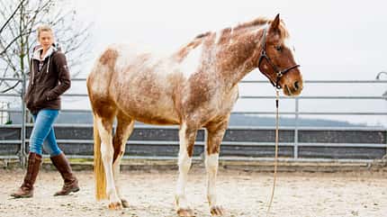 CAVALLO Anbinden ohne Stress Anbinden ohne Stress