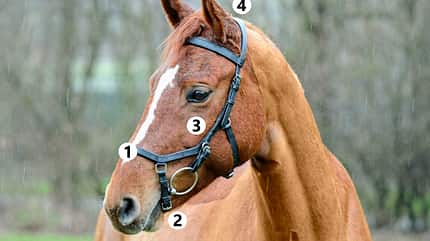 CAVALLO Anatomische Zäume Anatomische Zäume