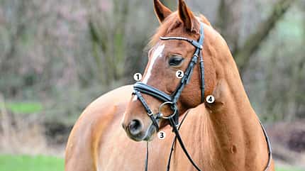 CAVALLO Anatomische Zäume Anatomische Zäume
