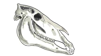 CAVALLO Anatomische Zäume Anatomische Zäume
