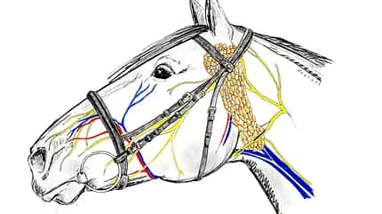 CAVALLO Anatomische Zäume Anatomische Zäume