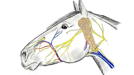 CAVALLO Anatomische Zäume Anatomische Zäume